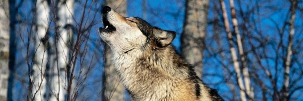 товарный знак тамбовский волк признан народным достоянием